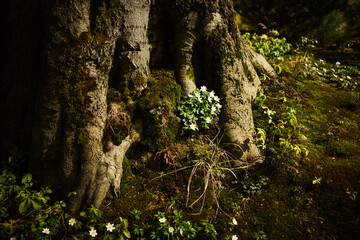 morning in the spruce forest 