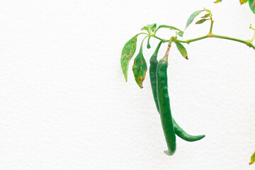 Capsicum annuum. two green chilies on an isolated white background. copy space for environment, greenery, beauty and natural.