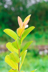 Psidium guajava. red guava tree on blur background. sapling. copy space for environment, greenery, beauty and natural.