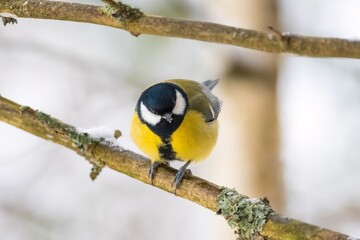 tit on a branch