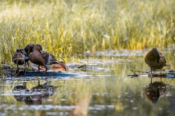 ducks in the lake