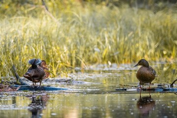 ducks on the river