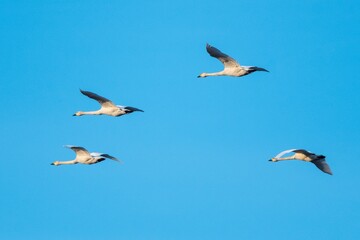 birds flying in the sky
