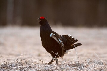 a bird in the forest