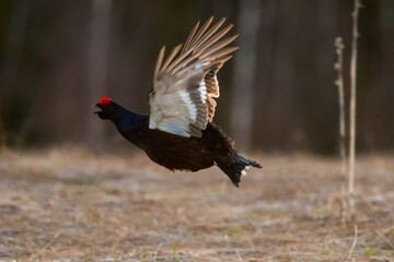 black grouse in the forest