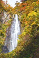 Obraz premium 日本、青森、くろくまの滝の紅葉