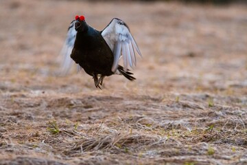 black grouse in the forest