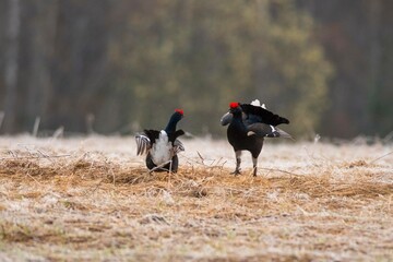 two birds in a field