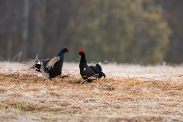 two birds in a field