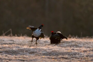 two black grouse in the field