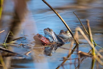 frogs in the water