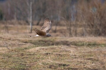 an owl flies over the field