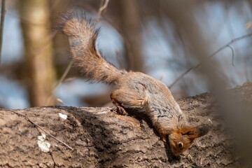 squirrel on a tree