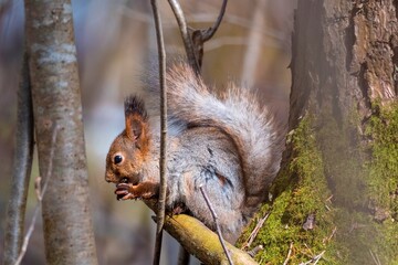 squirrel in the park