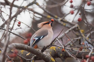 waxwing on a branch