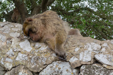 Brown monkey with white chest and black spots. sleeping on a stone in the natural park of the rock...