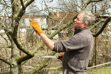 A middle-aged man cuts the branches of fruit trees with a garden pruner in a spring garden.