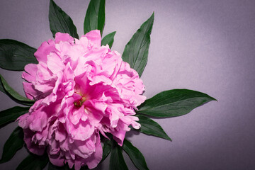 Fluffy peonies flowers background. Spring flowers concept. For design.