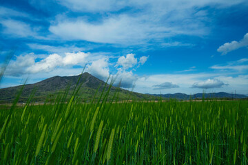 麦畑と筑波山