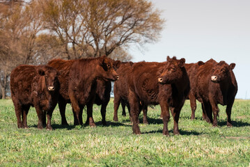 Cattle raising in pampas countryside, La Pampa province, Argentina.