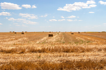 Fototapeta na wymiar Wheat field ready to harvesting