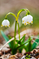 Obraz premium spring flowers in the garden