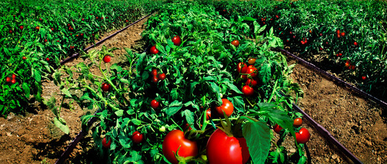 Tomato field and irrigation system