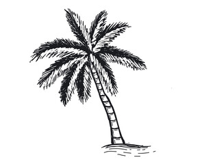 Obraz premium Palm Tropical Tree hand drawn illustration.