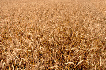 Wheat field ready to harvesting
