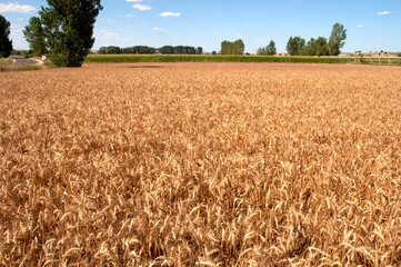 Wheat field ready to harvesting