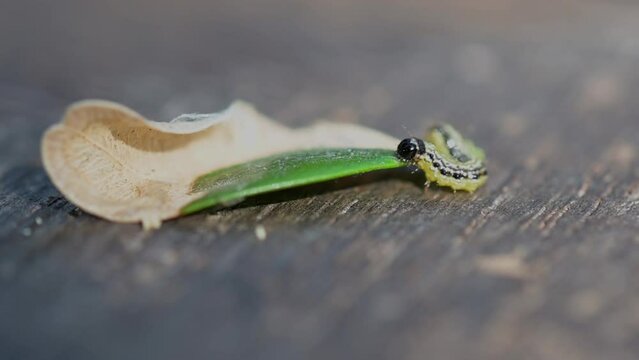 Buchsbaumz&uuml;nsler Raupe mit Blatt