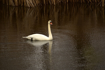 Naklejka na ściany i meble A white swan swims on the dark surface of the lake.
