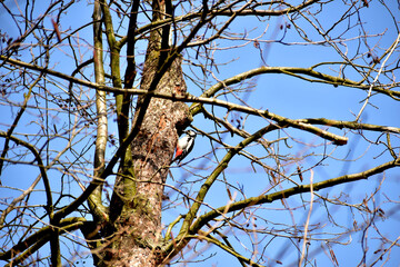 The woodpecker bird sits on a tree trunk.