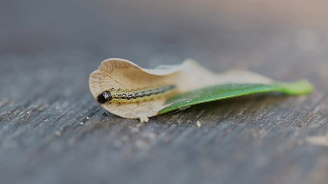 Buchsbaumz&uuml;nsler auf Blatt