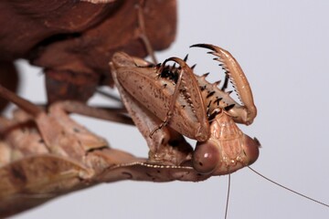 mantis close up photo