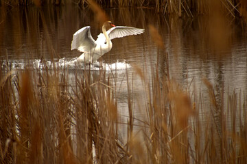 The white swan flared its wings.