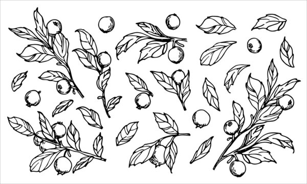 Vector black Berry. Hand drawn sketch of Blueberry in line art style. Vintage illustration of forest wild plants with Fruits