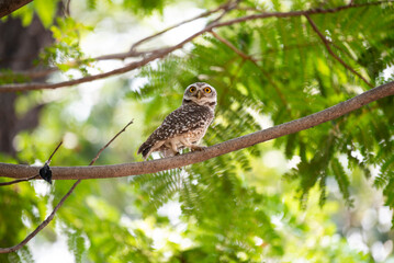 Spotted owlet