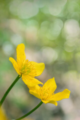 Yellow marsh-marygold blossoms (Caltha palustris). Copy space.