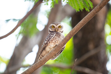 Spotted owlet