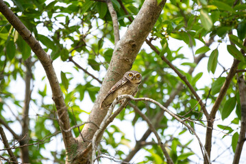 Spotted owlet