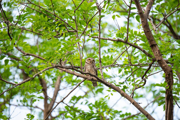 Spotted owlet