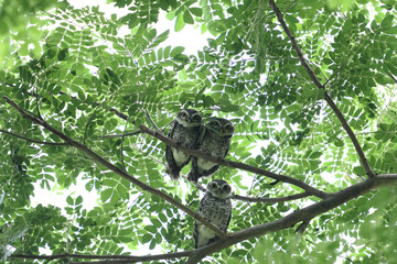 Owl family
