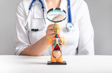 Doctor with magnifying glass over 3d human model with internal organs. Medical checkup, regular health assessment concept. Woman in lab coat sitting at table with lupe. High quality photo