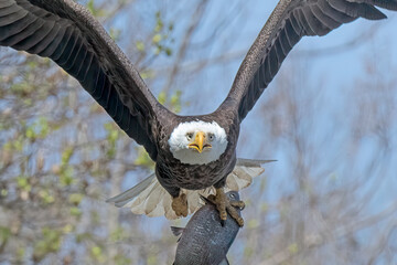 A closeup of an American Bald Eagle and an American Shad fish it just caught. along the Susquehanna River in Maryland, USA.