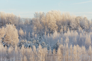 Obraz na płótnie Canvas frozen winter trees at sunrise