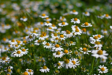Camomile flowers on green meadow in summer