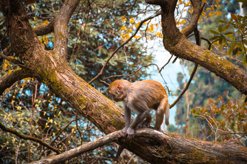 Photograph of a Monkey searching for its babies and collecting food for them.