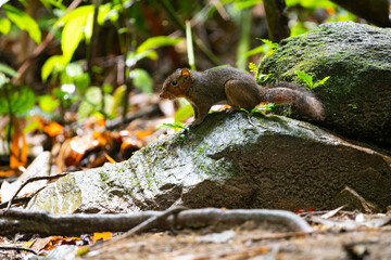 Squirrel