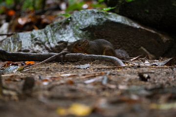 Brown Squirrel